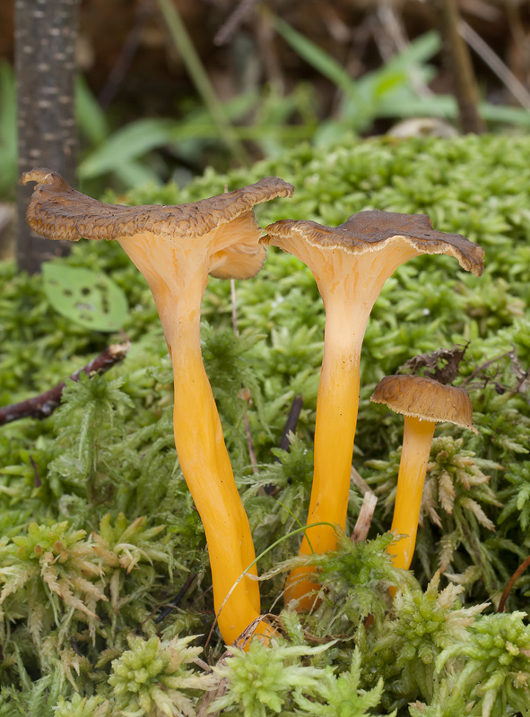 Cantharellus aurora